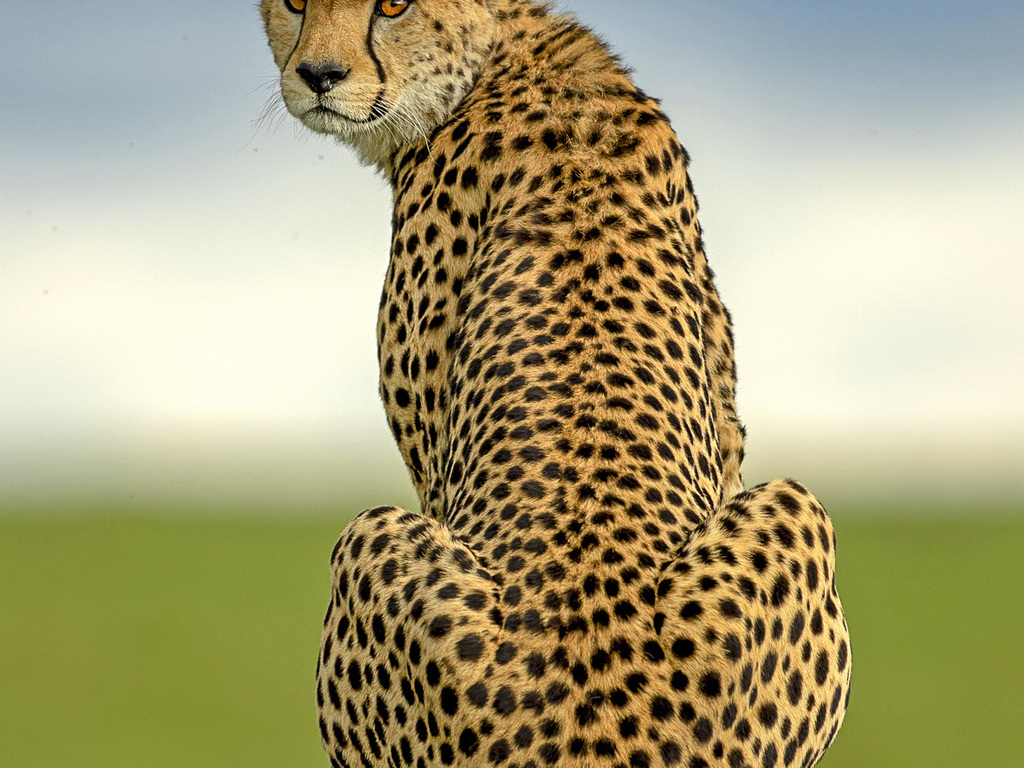 Ultimate Great Migration Safari