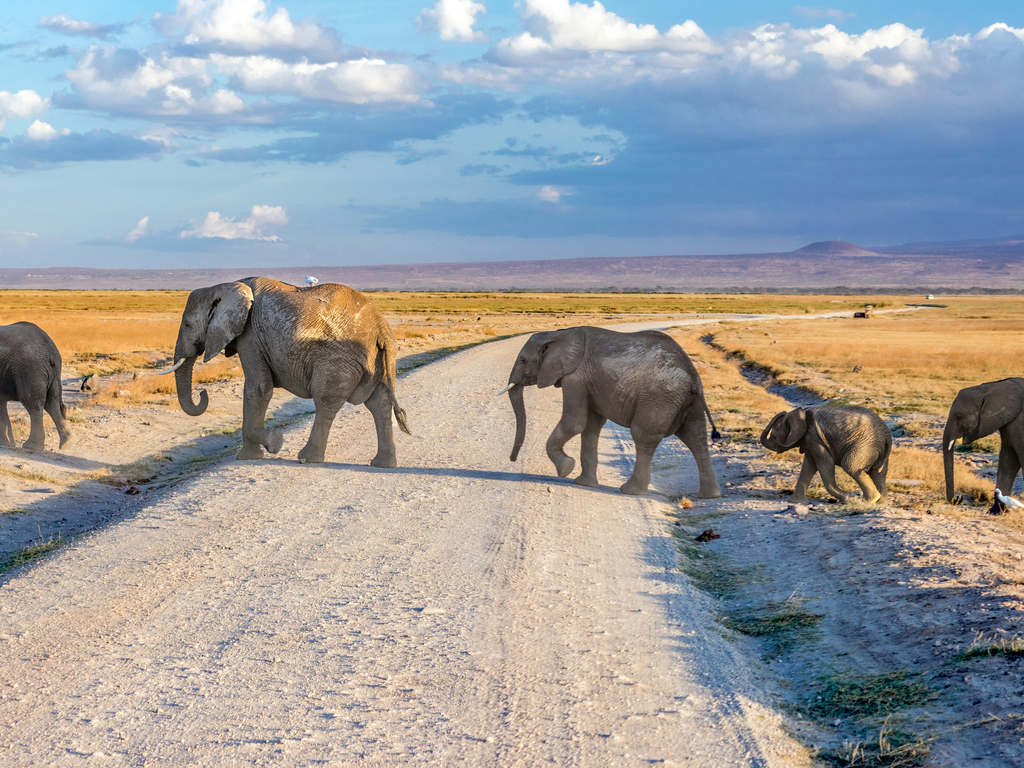 Kenya and Tanzania Safari Adventure