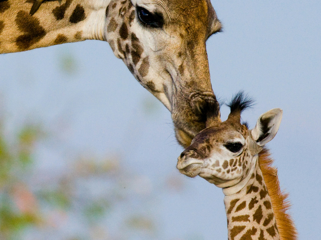 A&K Sanctuary Kenya Safari